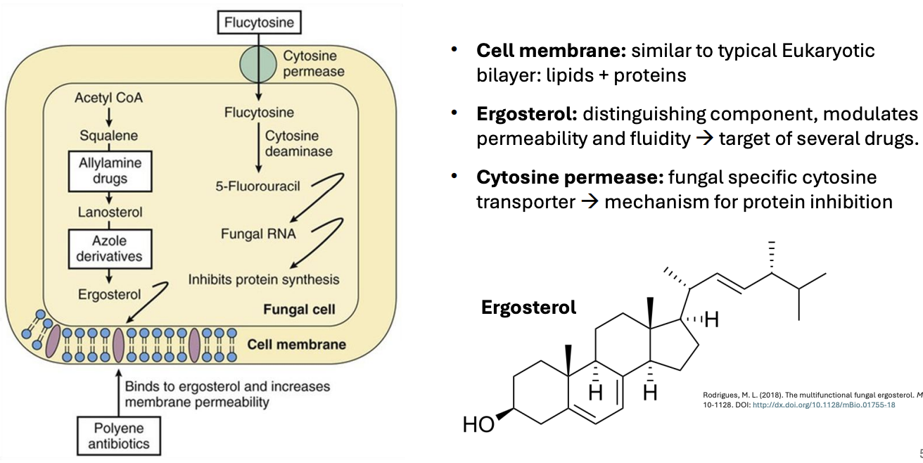 <p>Cytosine permease</p>
