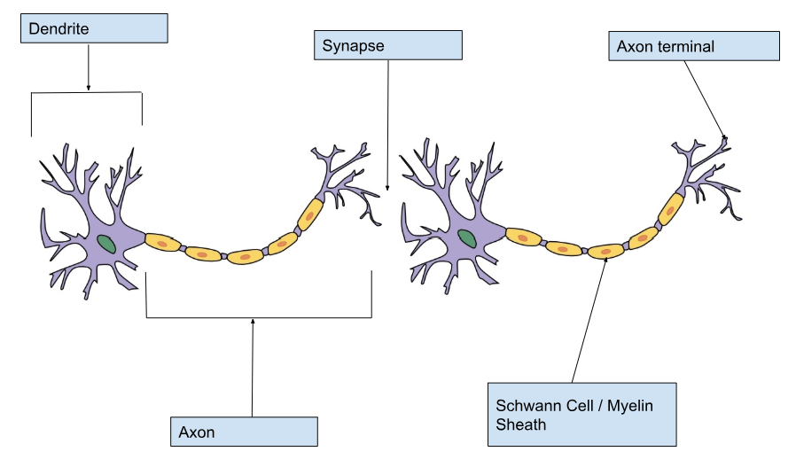 knowt flashcard image