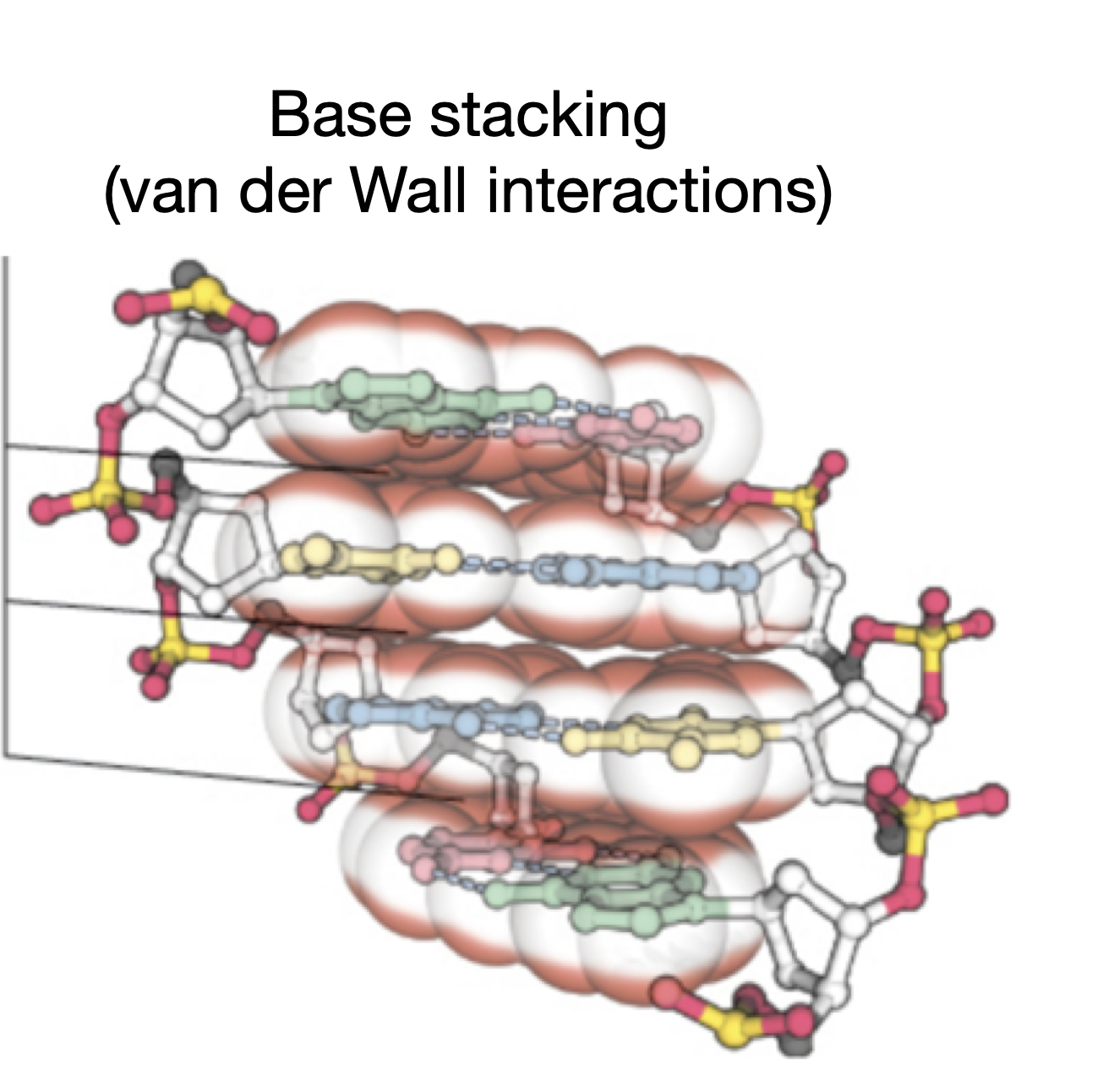 <p>Base stacking interactions </p>