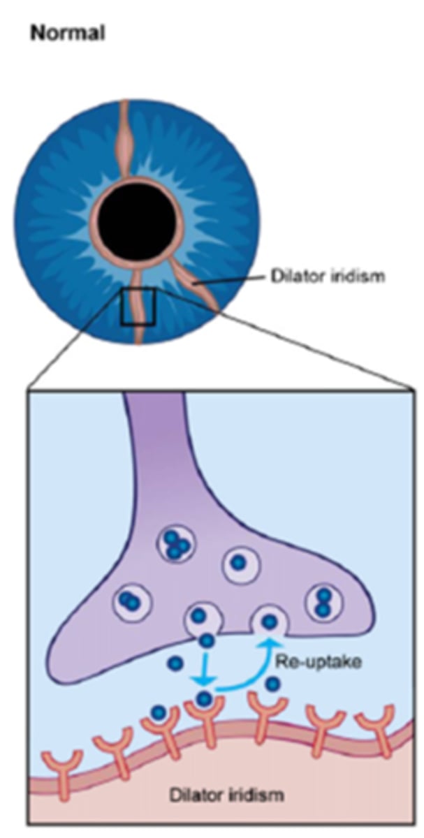 <p>NE released into NMJ = NE binds to receptors sites = NE then moved away by bloodstream, enzymatically broken down, re-uptake into pre-synaptic terminal</p>