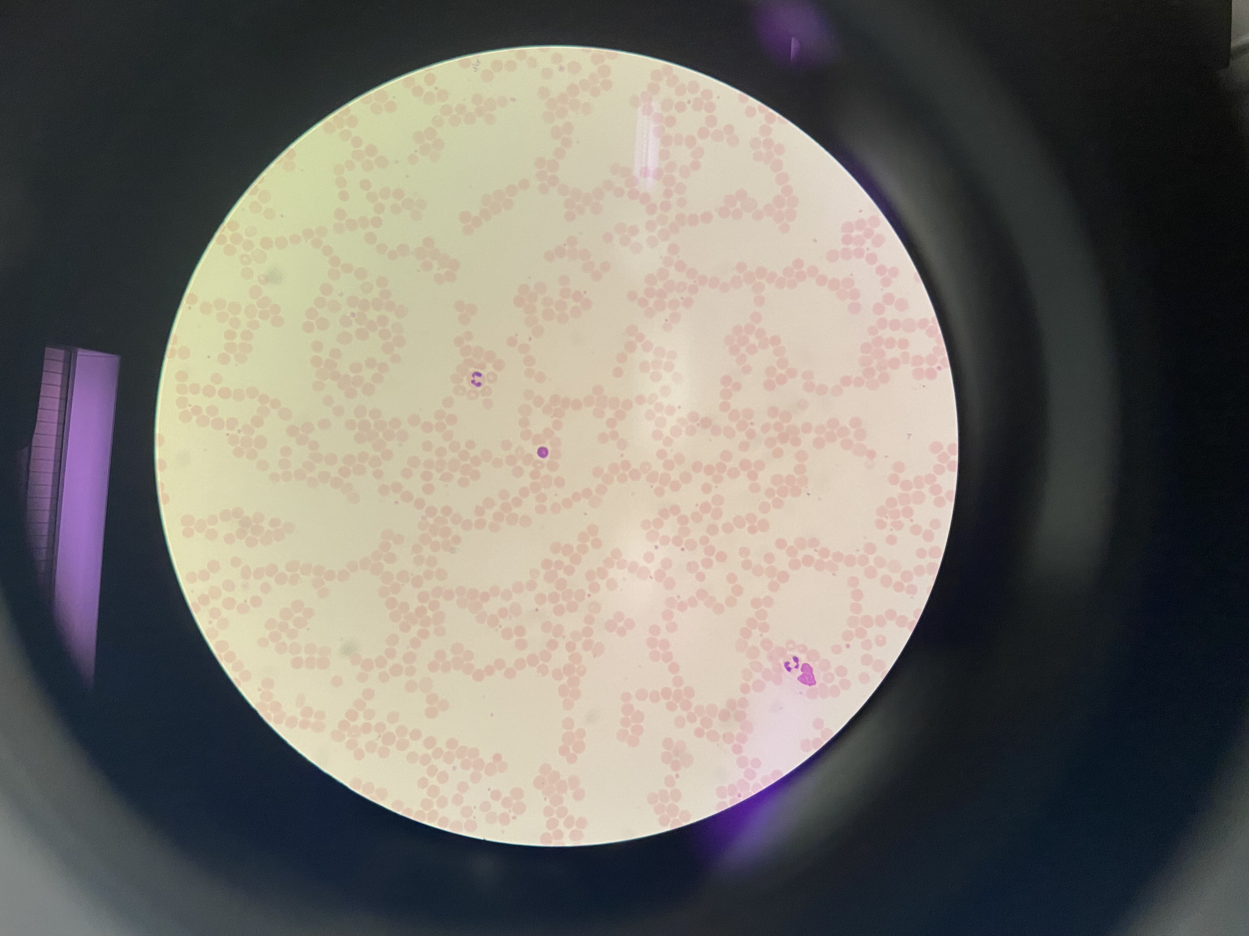 <p>What cell is this?</p>