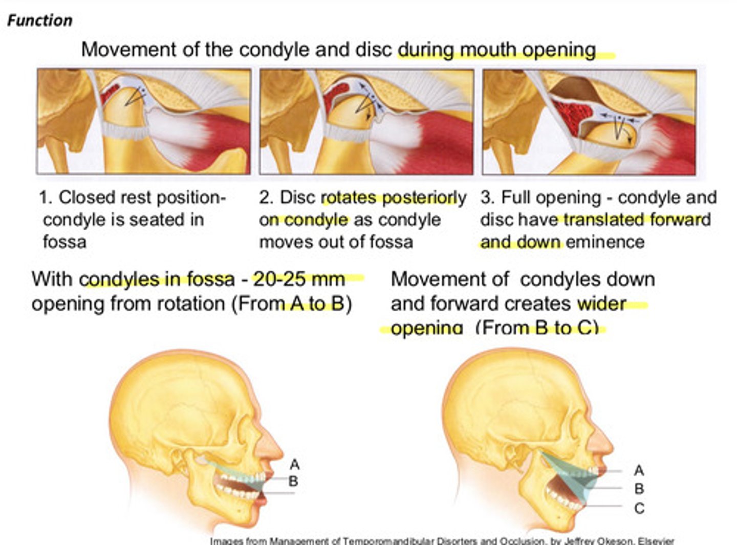 <p>1) closed rest position: condyle is seated in fossa</p><p>2) disc rotates posteriorly on condyle as condyle moves out of fossa</p><p>3) full opening: condyle and disc have translated forward and down eminence</p>