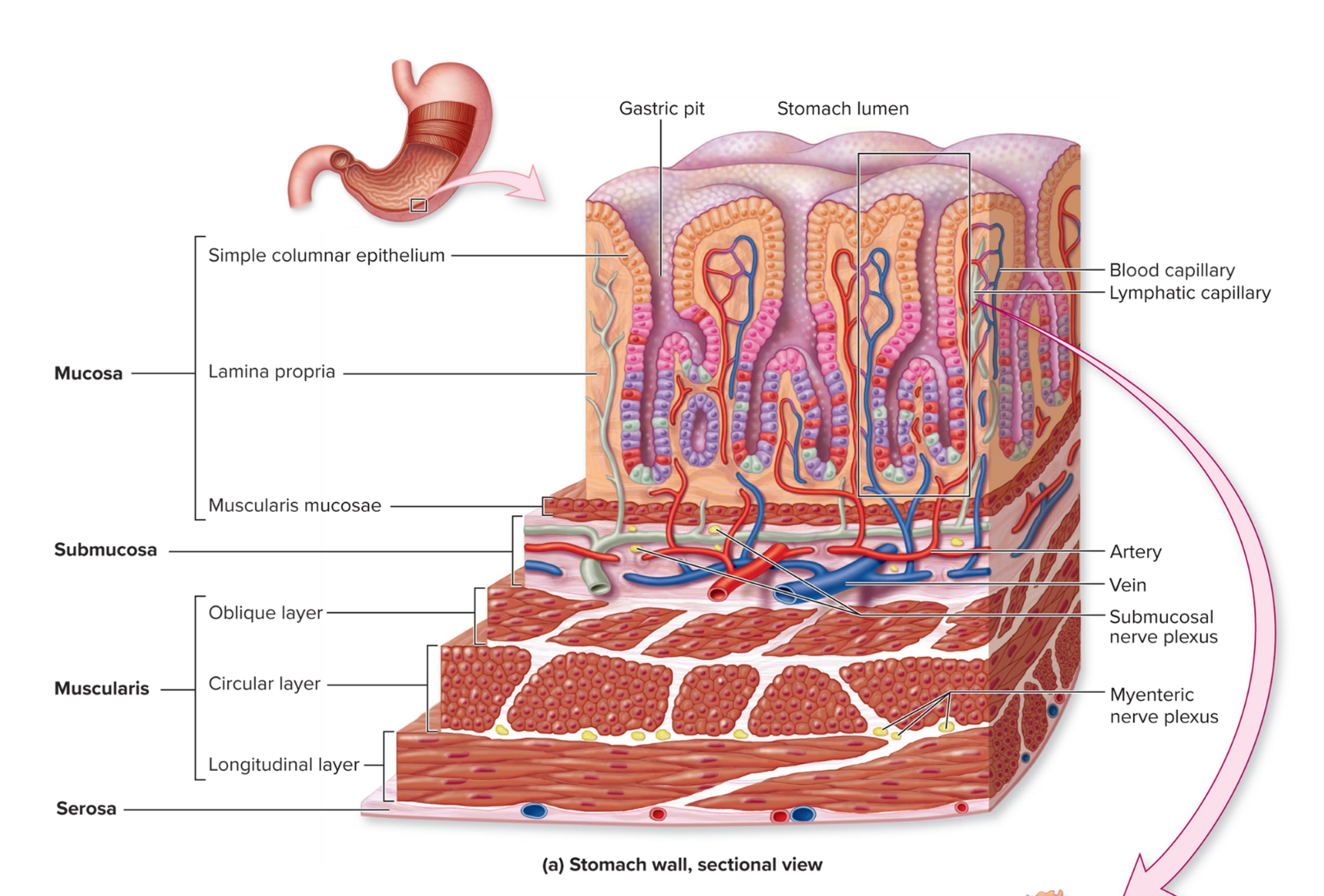 <p>GI Tract histology: 4 layers of the gut wall</p>