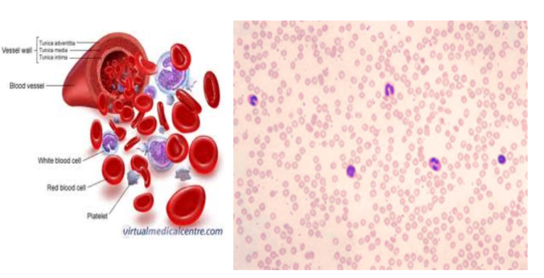 <p> Contains red - carries and transport oxygen, account for half the volume of whole blood and give it its color &amp; white blood cells - immune defense</p><ul><li><p>platelets - membrane enclosed packets of cytoplasm that function in blood clotting</p></li></ul><p></p>