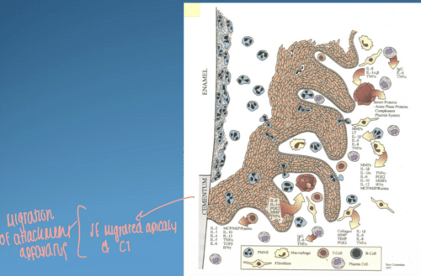 <p>yes-- still in gingivitis stage</p>