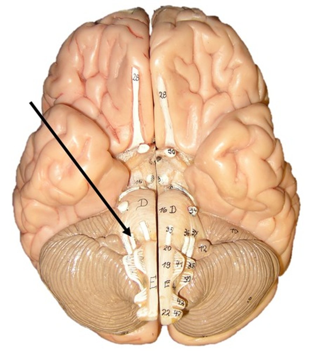 <p>Facial nerve responsible for sensory input from the anterior tongue and motor control to head muscles</p>