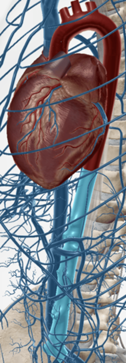 <p>continuation of the thoracic aorta that runs through the abdominal cavity</p>