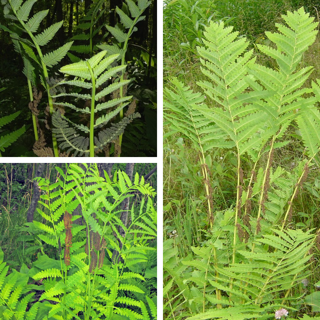 <p>Interrupted Fern</p><p>Reproductive parts in the middle of the frond</p>