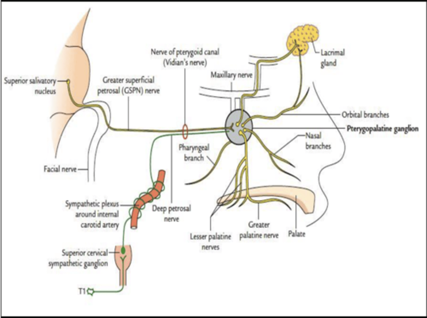 <p>Greater petrosal nerve</p>