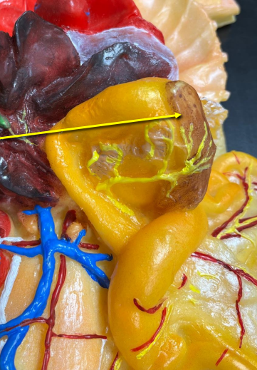 <p>quelle est la structure pointé</p>