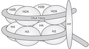 <ul><li><p>‘beads on a string’</p></li><li><p>around <strong>146 base pairs </strong>of dna wrapped around<strong> 1.7 t</strong>imes around a core</p></li><li><p>core is comprised of an <strong>octamer of histone proteins</strong></p></li><li><p>nucleosome core proteins are separated by<strong> linker proteins</strong></p></li><li><p><strong>histone H1</strong> brings nucelosomes together to condense chromatin further</p></li><li><p>multiple stacked rings form the <strong>solenoid fibre</strong>/30nm fibres</p></li><li><p>these are <strong>coiled further</strong> to form chromosomes</p></li></ul><p></p>