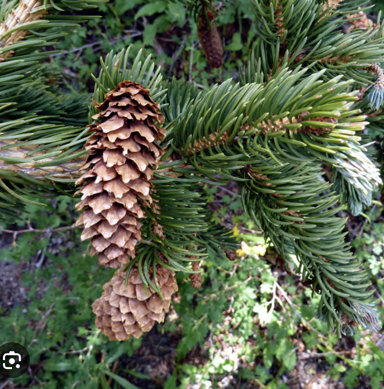 <ul><li><p>needles are sharper</p></li><li><p>papery cones</p></li><li><p>knobs on branches</p></li><li><p>bark is harder</p></li></ul><p></p>