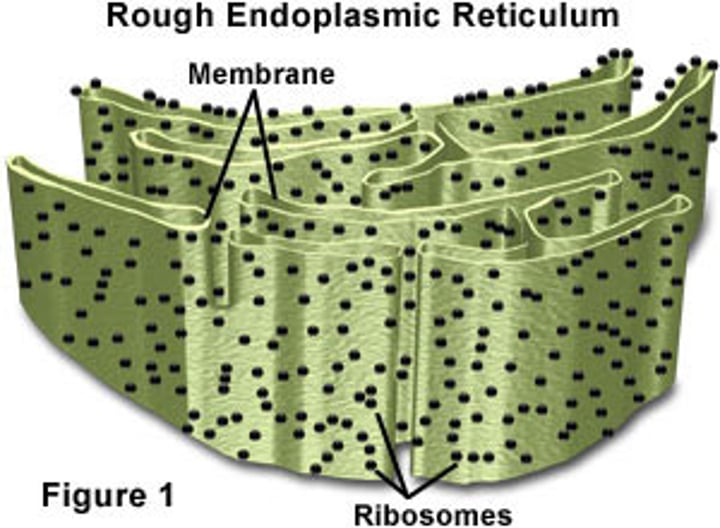 <p>Endoplasmic Reticulum Network of canals used to transport and store substances. It is a pathway between the nucleus and cell membrane</p><p>ER (emergency room- ambulance transports you to the ER)</p>