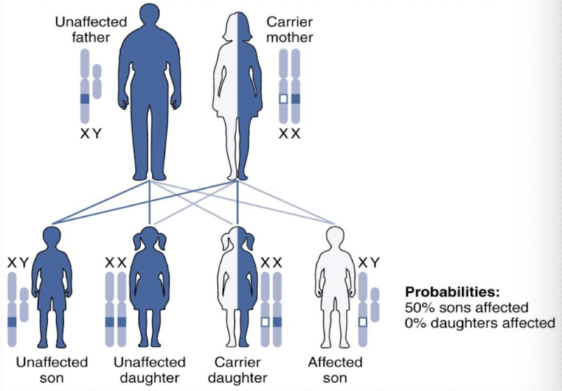 <ul><li><p><span style="background-color: transparent; font-family: "Times New Roman", serif;"><strong><span>NO male-to-male transmission </span></strong></span></p></li><li><p><span style="background-color: transparent; font-family: "Times New Roman", serif;"><strong><span>MORE COMMON IN MALES </span></strong></span></p></li><li><p><span style="background-color: transparent; font-family: "Times New Roman", serif;"><span>50% chance carrier mother will pass the abnormal gene to sons → affected</span></span></p></li><li><p><span style="background-color: transparent; font-family: "Times New Roman", serif;"><span>50% chance carrier mother will pass abnormal gene to daughters → carrier </span></span></p></li><li><p><span style="background-color: transparent; font-family: "Times New Roman", serif;"><span>Ex: hemophilia, DMD</span></span></p></li></ul><p></p>