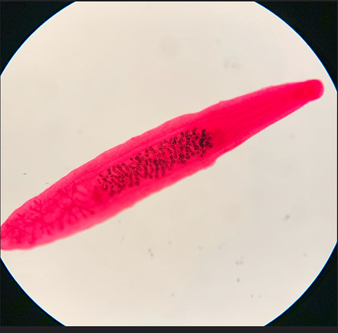 <p>Phylum?Class?<br>Symmetry? Tissue type?<br>Cavity?<br><br>identity?</p>