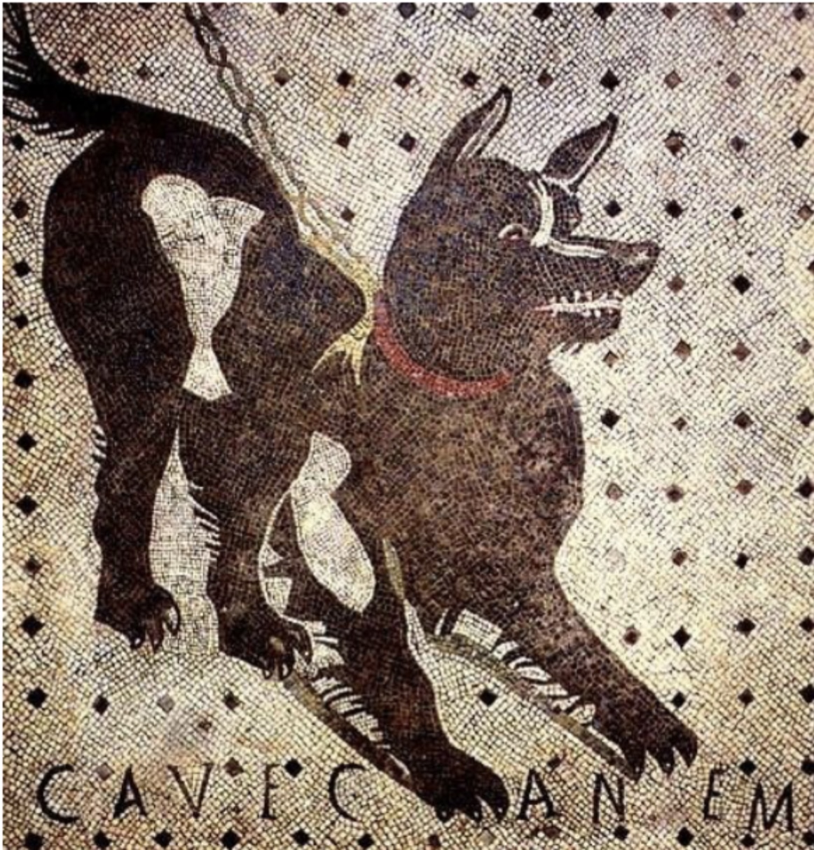 <p>Cave canem</p>