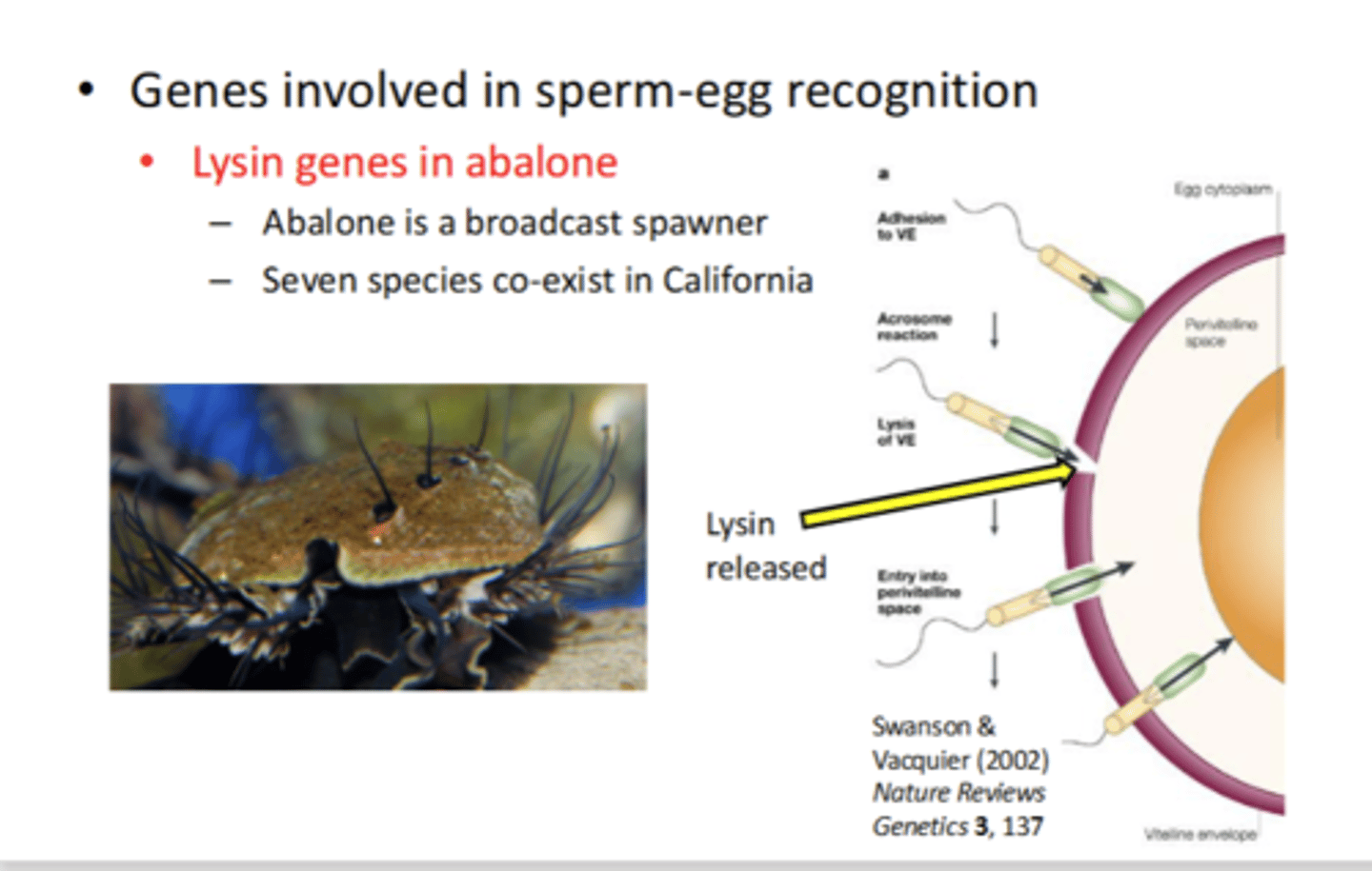 <p>• Genes involved in sperm-egg recognition</p><p>• Lysin genes in abalone</p><p>- Abalone is a broadcast spawner</p><p>- Seven species co-exist in California</p><p>• Many DNA sequence comparisons have dN/dS > 1</p><p>• For the species to co-exist there must be 1:1 recognition between lysin and the vitelline envelope.</p><p>• As new species evolve so must lysin</p>
