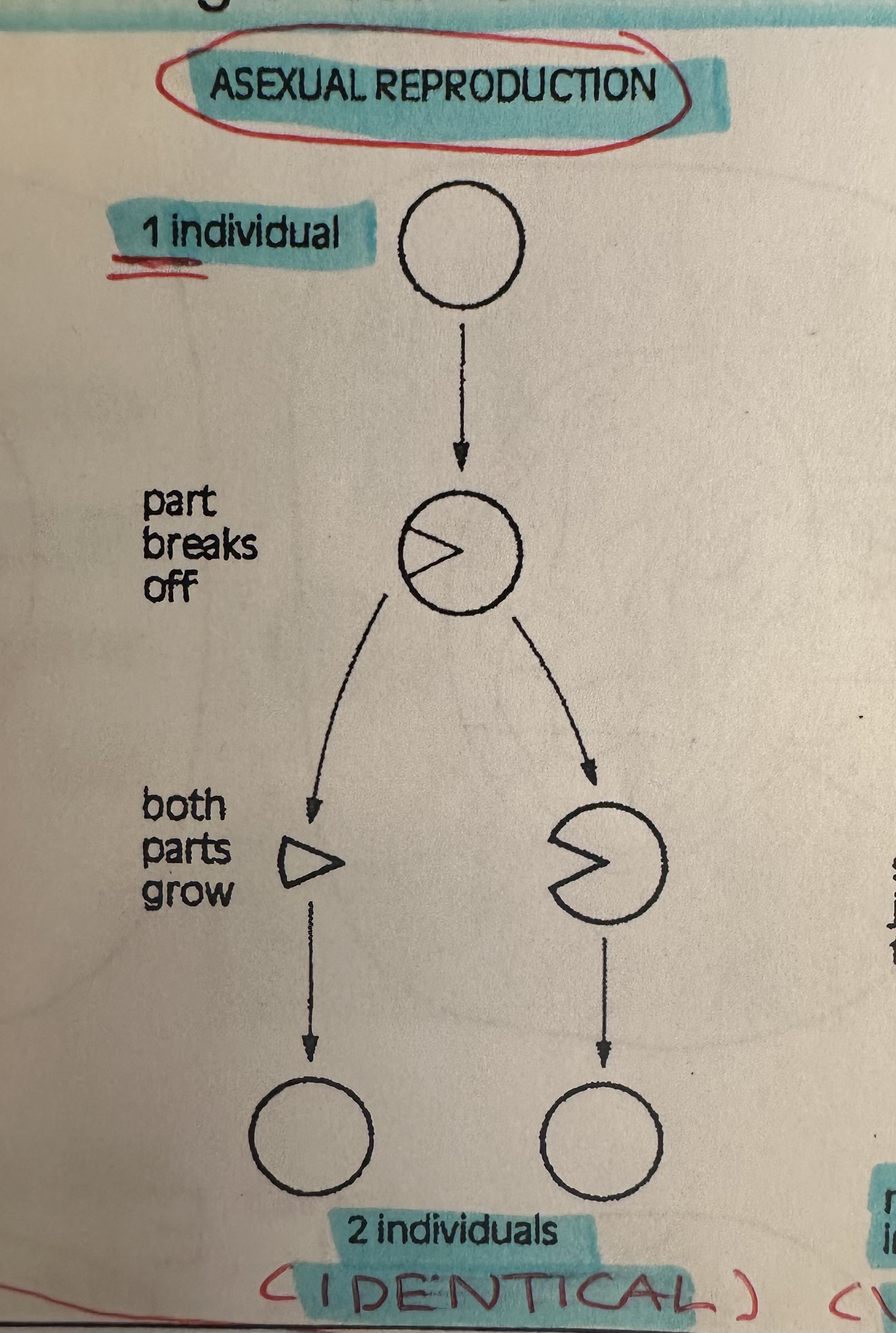 <p>Production of offspring from one parent. Offspring have some of the cytoplasm and organelles of the parent cell and genetic material IDENTICAL to parent.</p>