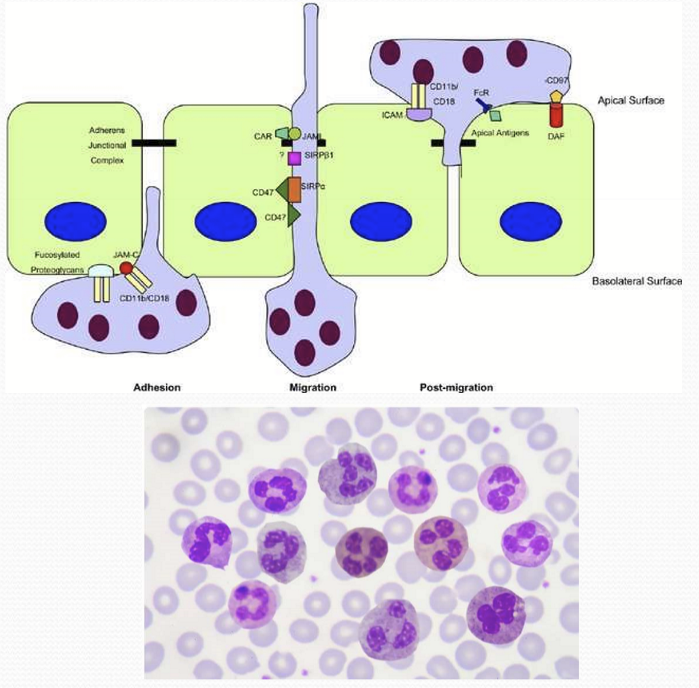 <p>They enter the tears from lymphoid follicles and corneal stroma from limbal BV’s to faciliate the events of latent phase. </p>