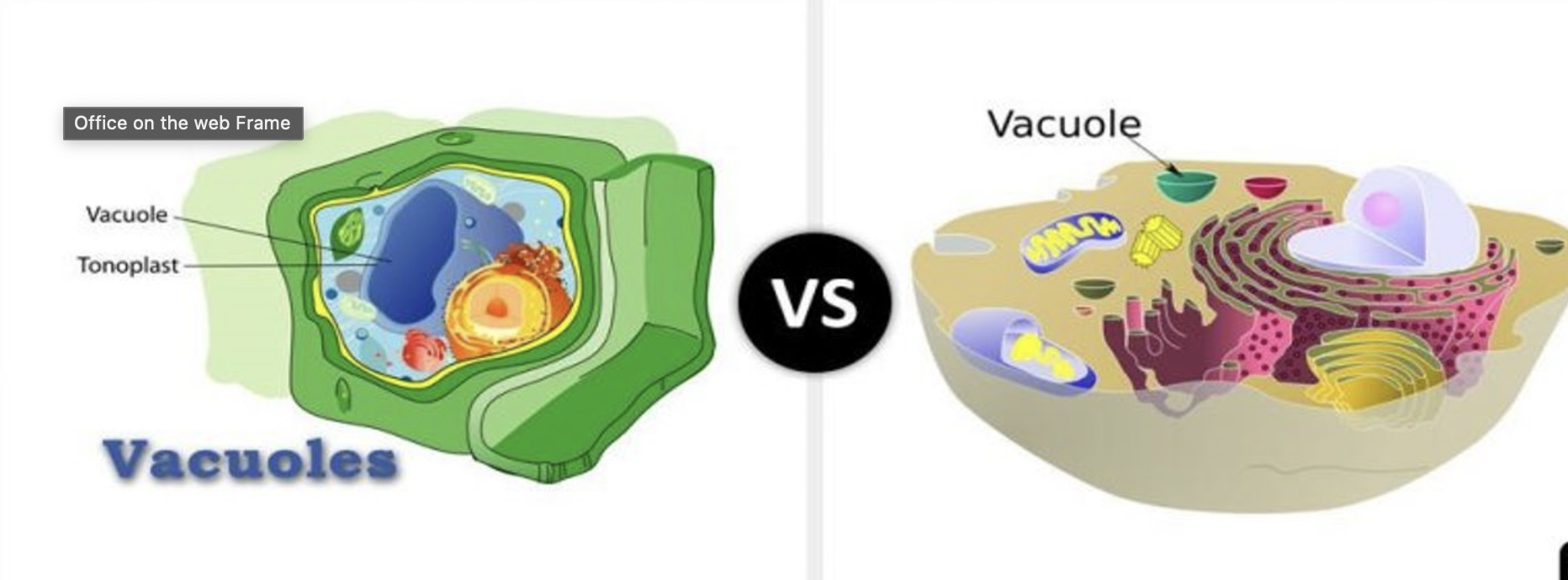 <p>what is vacuole?</p>