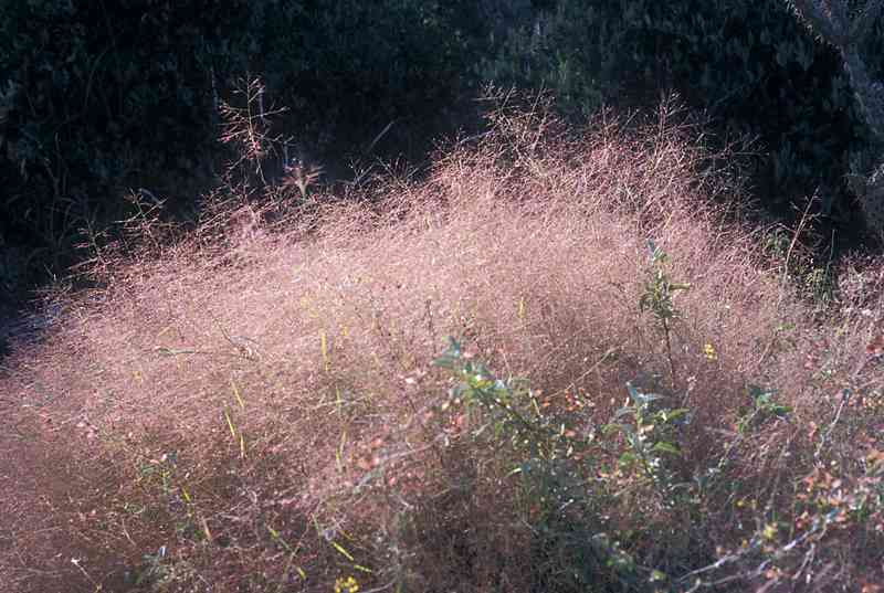 Bush Muhly
