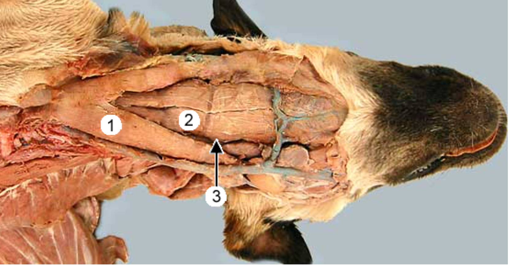 <p>ventral view of dogs neck:</p><p>label 1 &amp; 2</p>