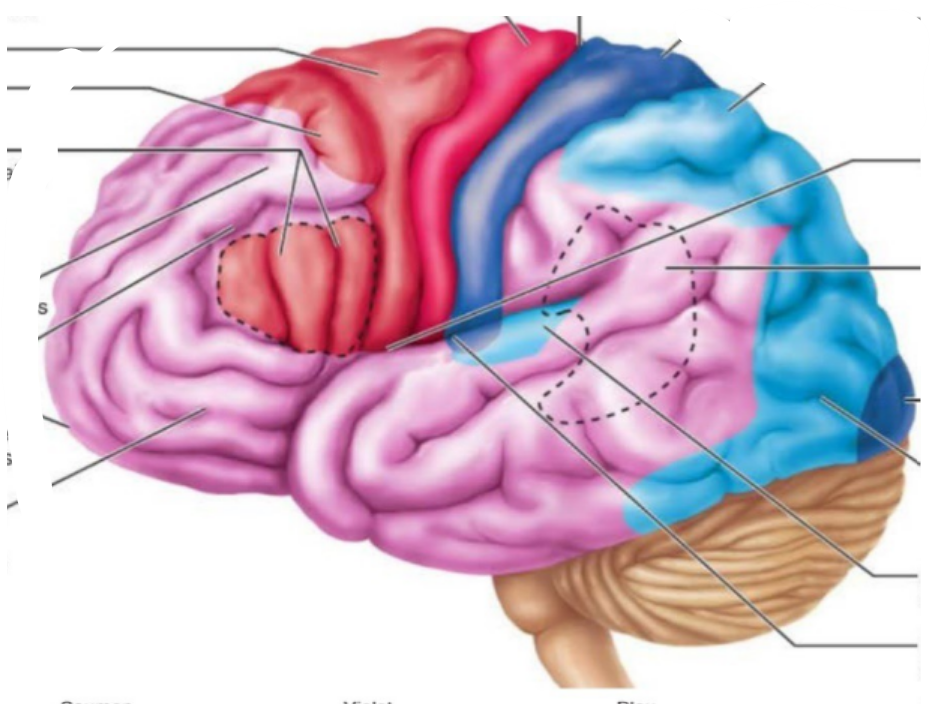 <p><span style="background-color: transparent;">Le cortex cérébral comporte <strong>trois grandes régions fonctionnelles </strong></span>(1/3)<span style="background-color: transparent;">, traitant<strong> différentes tâches </strong>&nbsp;</span></p><ul><li><p>Région <span style="color: rgb(255, 0, 0);"><strong>[?]</strong></span>, <span style="background-color: transparent;">cortex</span><span style="background-color: transparent; color: rgb(255, 12, 12);"><strong> [?]</strong></span><span style="background-color: transparent;">: Située principalement dans le <strong>lobe pariétal</strong> et le <strong>lobe occipital</strong>, toujours <strong>en arrière du sillon central</strong>.<br>Elle<strong> reçoit les informations sensorielles</strong> issues des différentes parties du corps et en assure un premier traitement.</span></p></li></ul><p>(1/3)</p>