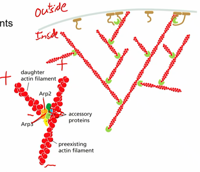 <ul><li><p>actin related proteins</p></li><li><p>helps nucleate actin filaments (stabilize - end of actin and protect from depolymerization)</p></li><li><p>equivalent of gamma tubulin in microtubule?</p></li><li><p>uniquely nucleates actin filaments on pre-existing filaments (branched, seeding thing)</p></li><li><p>creates polar network of actin in cell (generally + towards membrane, - inside)</p></li></ul><p></p>