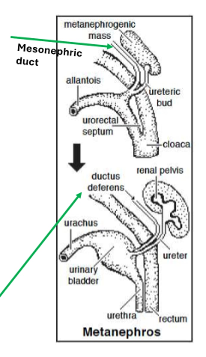 <p>mesonephric duct, metanephric mesenchyme/mass</p>