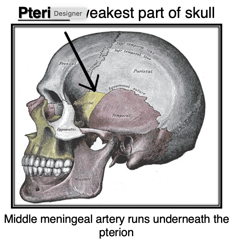 <p>Pterion</p>