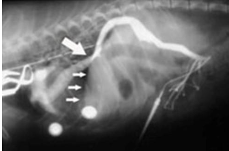 <p>what does the radiograph show?</p>