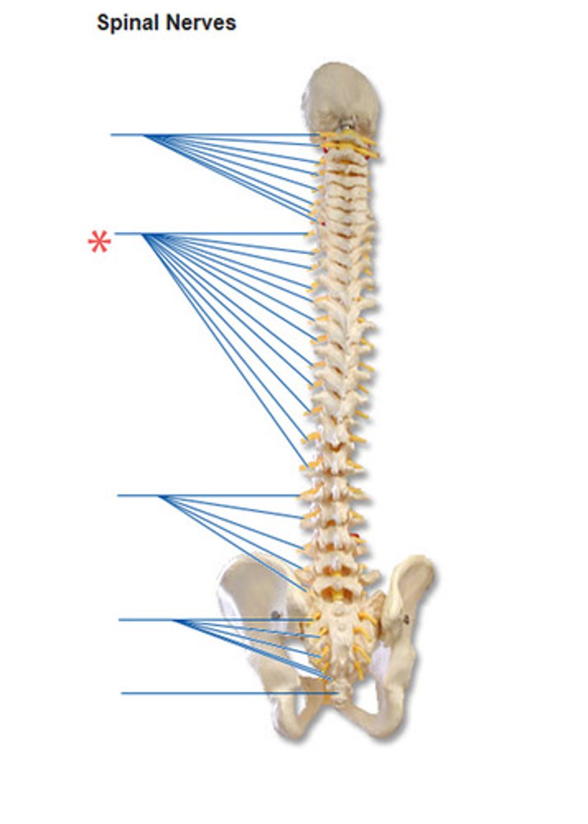 <p>How many pairs of thoracic nerves are there?</p>