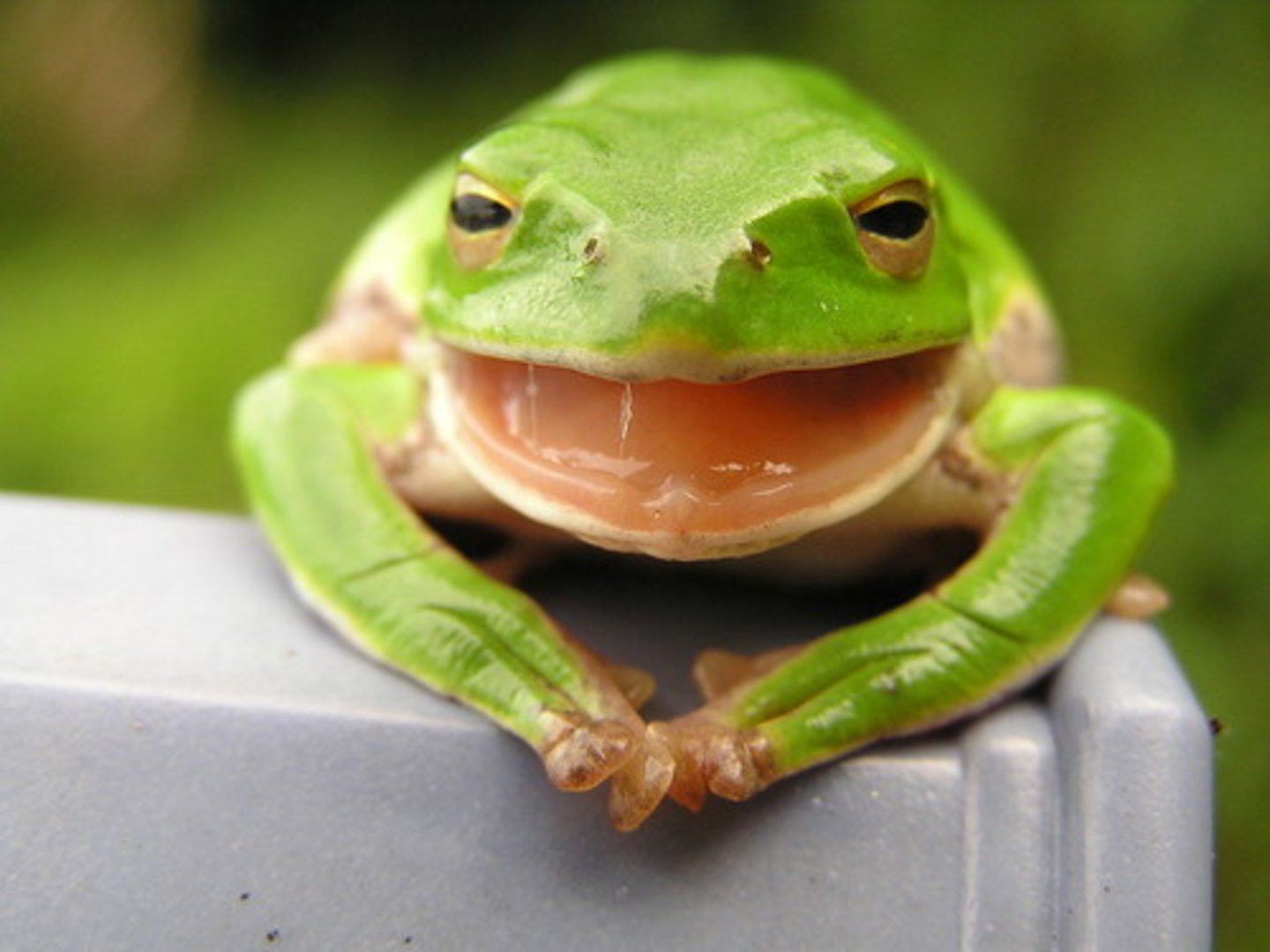 <p>what class does this organism belong to?</p>