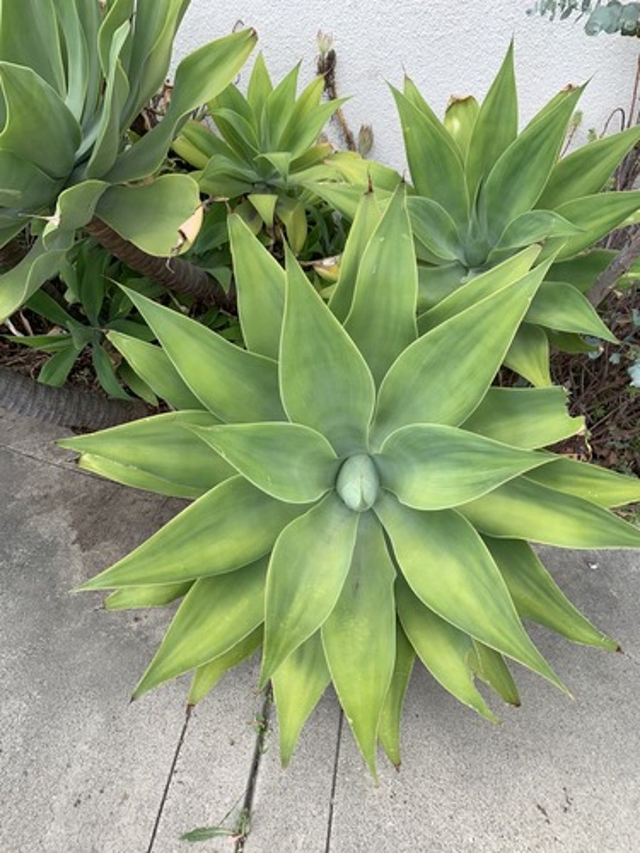 <p>Blades in a rosette structure, appearance of foxtail, stiff rubbery feel, blade widens in center, greyish green with lots of horizontal growth</p>