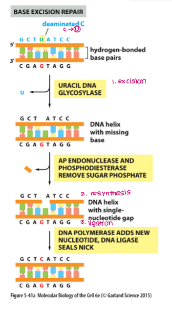 <p><strong>Excision</strong></p><ul><li><p>Damaged base removed by <strong>DNA glycosylase</strong></p></li><li><p>Strand incision by <strong>AP endonuclease</strong></p></li><li><p>Remaining nucleotide excised by <strong>dRpase exonuclease</strong></p></li></ul><p></p><p><strong>Resynthesis and Ligation</strong></p><ul><li><p><strong>DNA polymerase</strong> fills in gaps using intact strand as a template</p></li><li><p><strong>DNA ligase </strong>seals nicks in strand</p></li></ul><p></p>