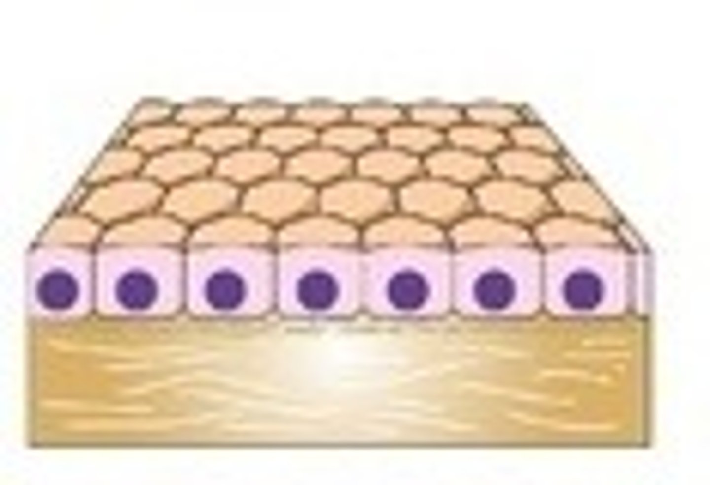 <p>Important for secretion and absorption</p><p>- Exocrine Ducts</p><p>- Kidneys</p>