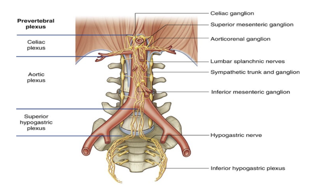 <ul><li><p>Only splanchnic nerves that carry parasympathetic fibers — don’t originate from the sympathetic trunks, rather directly from the anterior rami of S2-S4</p></li><li><p>Preganglionic parasympathetic fibers originating in the sacral spinal cord pass from S2-S4 spinal nerves to the inferior hypogastric plexus</p></li><li><p>Once in this plexus, some pass upward to enter the abdominal prevertebral plexus &amp; distribute with the arteries supplying the hindgut</p><ul><li><p>This provides the pathway for innervation of the distal 1/3 of the transverse, descending, &amp; sigmoid colon by preganglionic parasympathetic fibers </p></li></ul></li></ul>