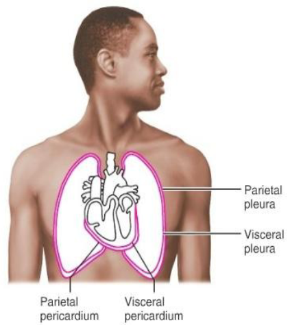 <p>___ refers to the internal organs, while parietal refers to the walls of a cavity.</p>