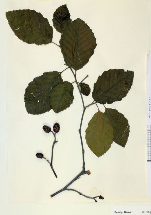 <p>Bark has light-colored lenticels</p><p>Leaves are double serrated, strong, straight veins, pale interior.</p>