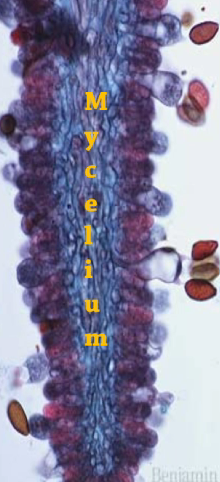 <p>interconnected hyphae and produces myocarp and maximizes surface area</p>