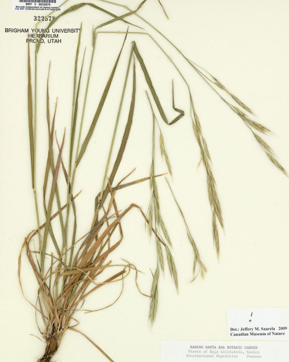 <p>Narrow panicle. Long, flat spikelets. Straight awns</p>