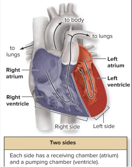 <p>2 sides of the heart function as 2 separate pumps</p><p>-Right side receive deoxygenated blood from body → pump to lungs</p><p>-Left side receive oxygenated blood from lungs → pump to body</p><p>-septum = tissue in the middle separates the 2 sides</p>