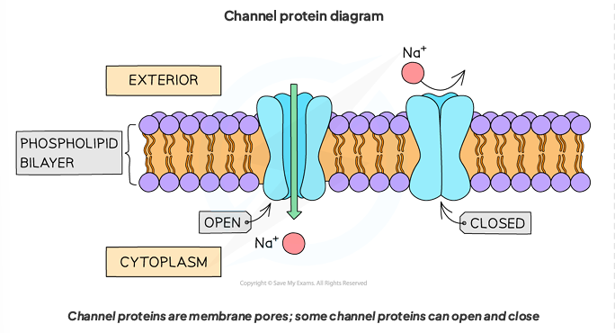 <p>Channel Proteins are pores that allow specific molecules to passively pass through<br><br>Carrier proteins bind to the molecule they are transporting, undergoing a conformational change to move it across </p>