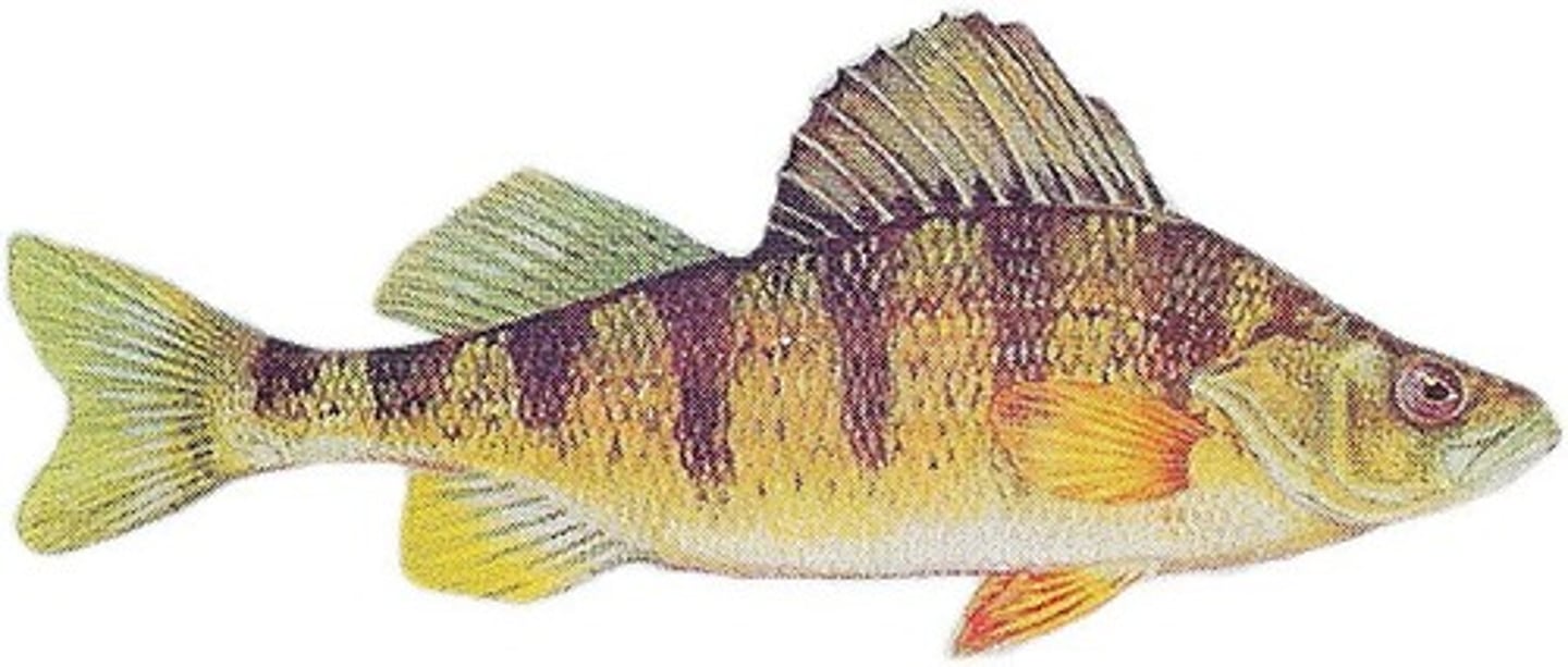 <p>group of bony fishes with highly mobile fins, thin scales, a swim bladder, and symmetrical tails; largest group of living fish</p>