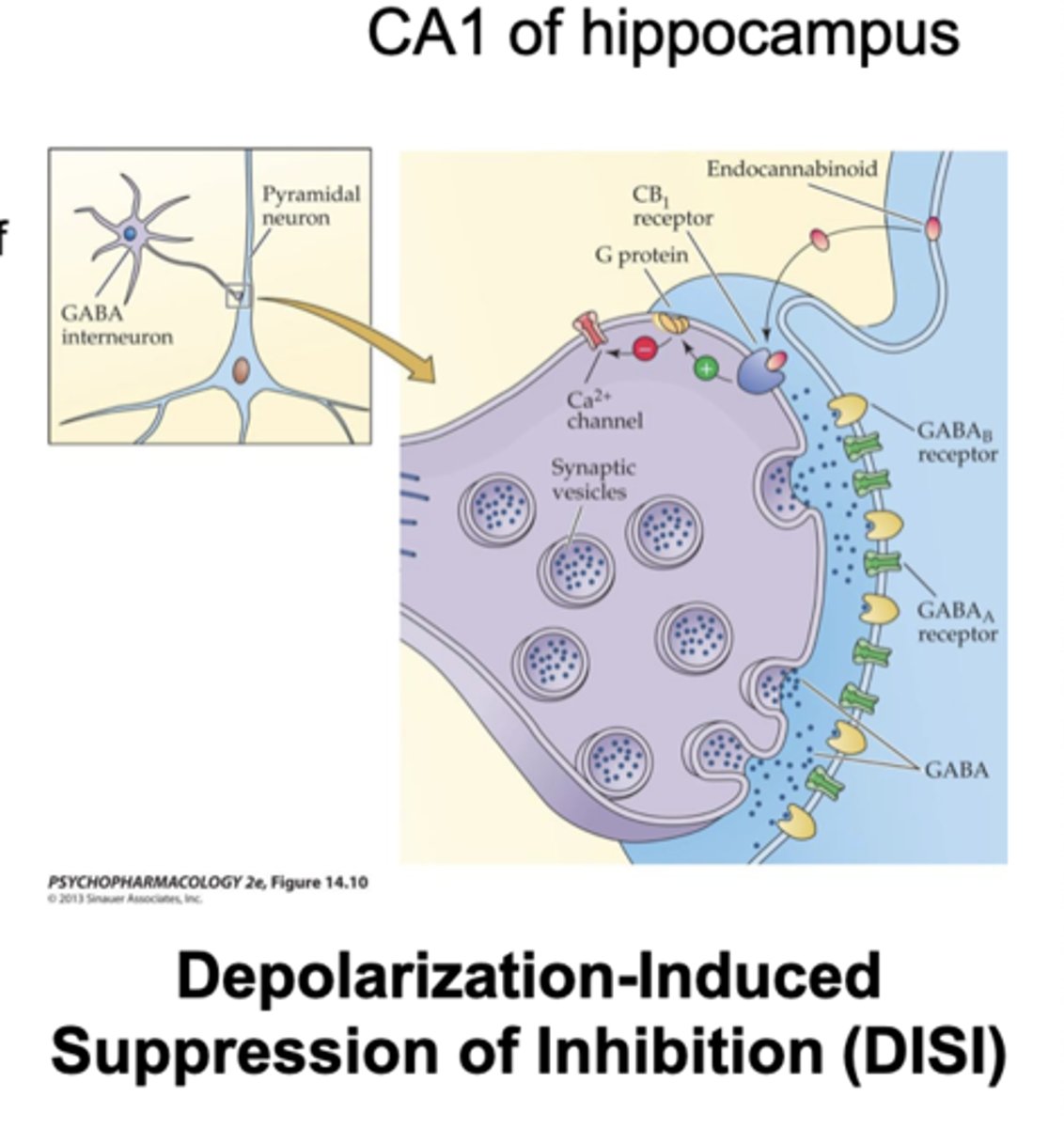 <p>pyramidal cells</p><p>- Post-synaptic membrane depolarization opens voltage- activated Ca2+ channels</p><p>&gt;&gt;&gt;elevation of intracellular Ca2+ concentrations&gt;&gt;&gt;2-AG</p><p>production</p><p>- diffuses to the terminals of GABAergic interneurons that normally suppress firing</p><p>- leads to a release of GABA inhibition, leading to increased firing of the pyramidal cell</p>
