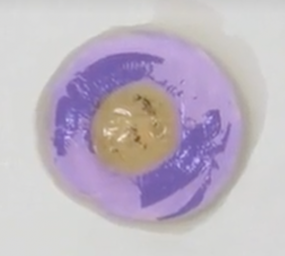 <p>gelatinous sac</p>