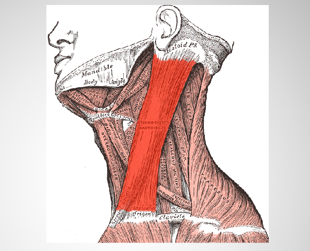 <p><span> the most superficial and largest muscle in the front portion of the neck</span></p><p><span>Originates from the manubrium of the sternum and clavicle – across the<br>side of the neck and inserts at the mastoid process of the temporal bone of the skull</span></p>