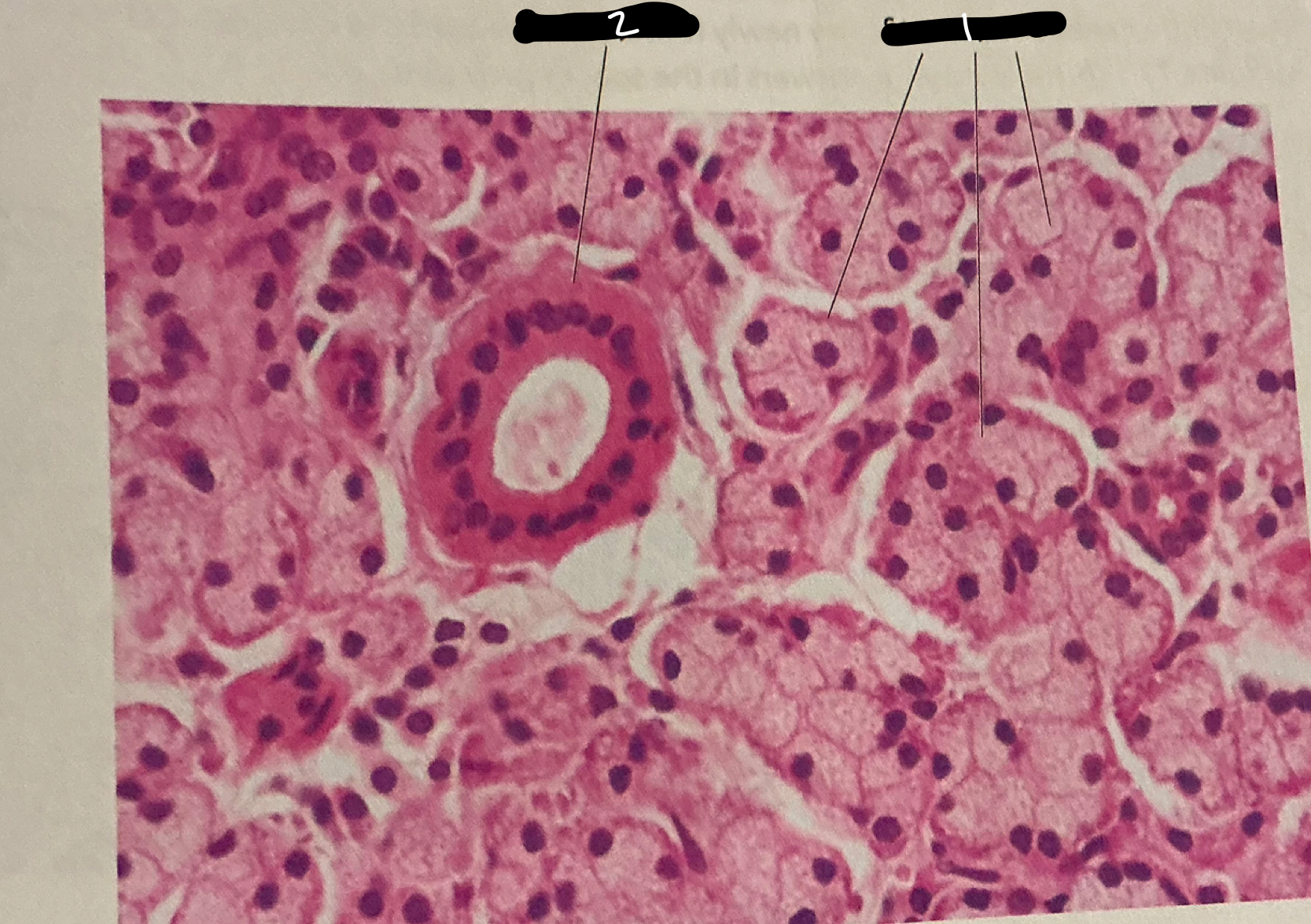 term image