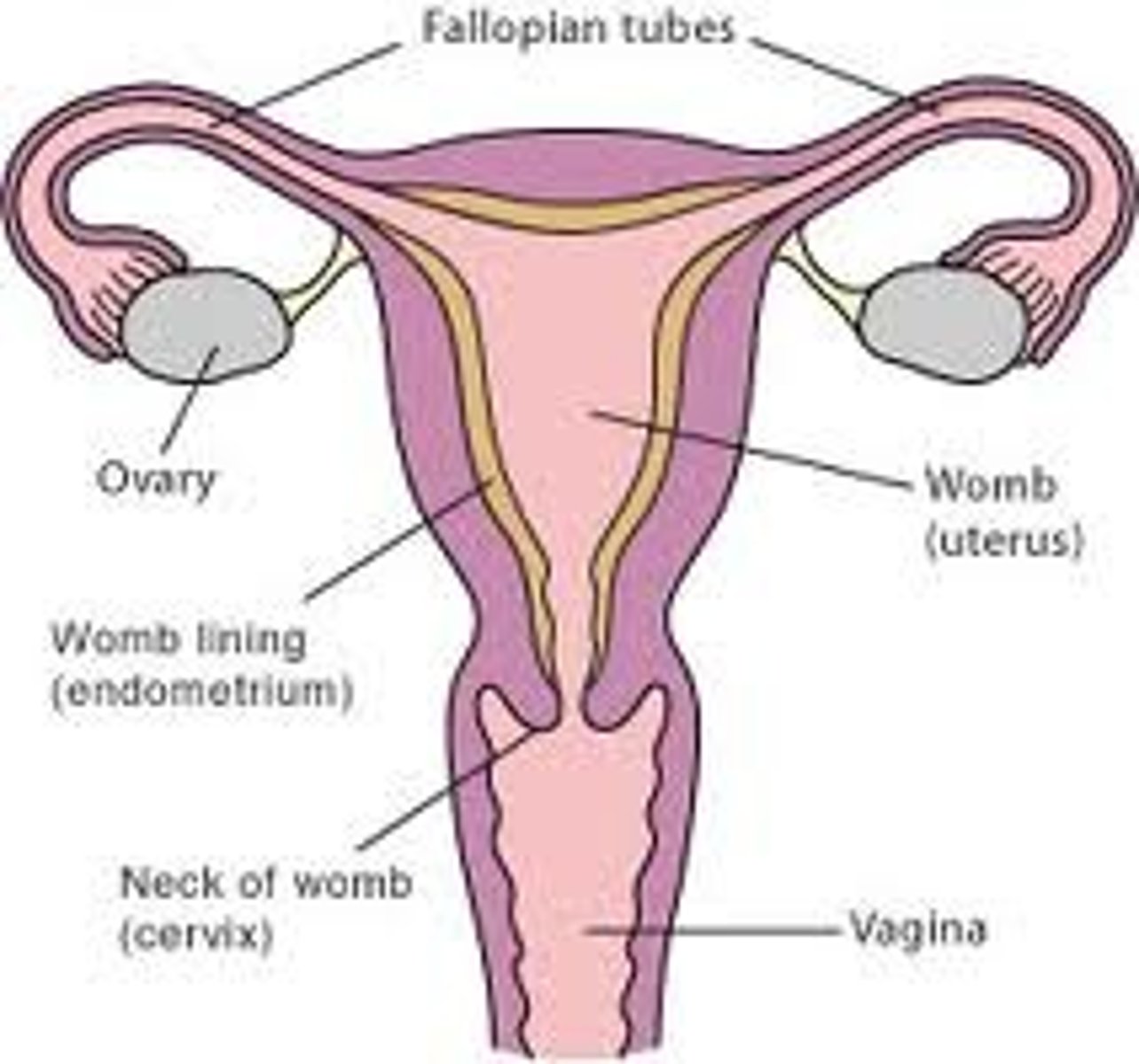 <p>OVARY → UTERINE TUBE → UTERUS → CERVIX → VAGINA</p>