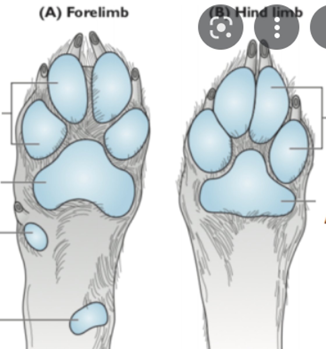 <p>Thickened epidermis on the bottom of the feet</p>